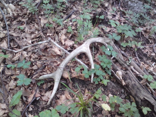 Odmena za vytrvalosť