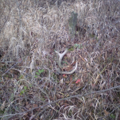 Takto ma dneska čakal v rúbani