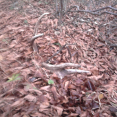 Spomienka na November