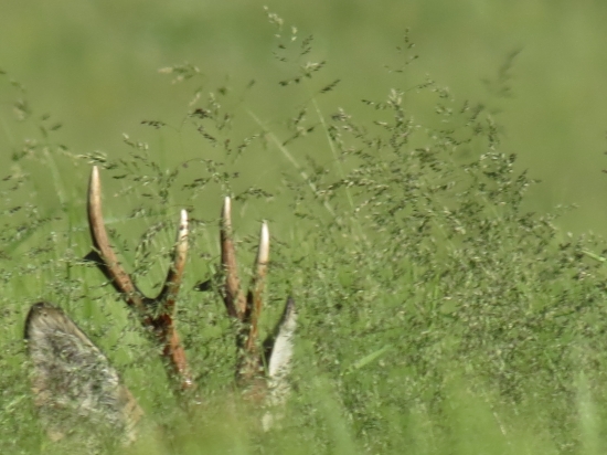 na rannej vychádzke