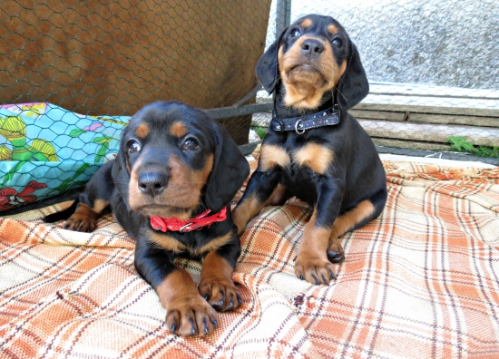 Chovná stanica z Priepastí