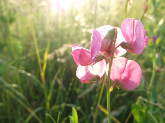 Jedného teplého večera