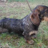 Oliver II