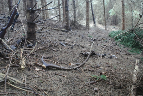 osmák z prvého pohľadu