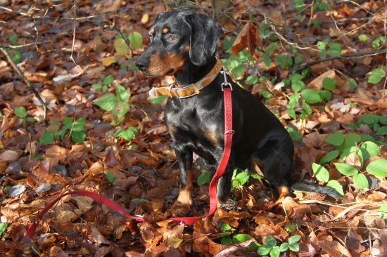 Memoriál Andreja Renču