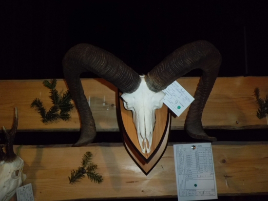 Chovatelská  přehlídka v Dobrušce