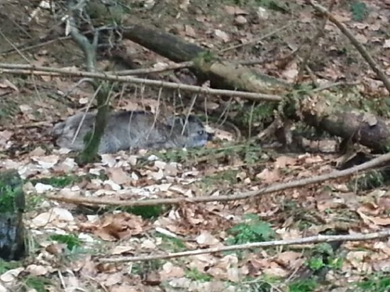 První letošní muflonče