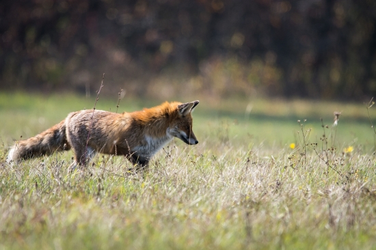 Poď myška vóóón.....
