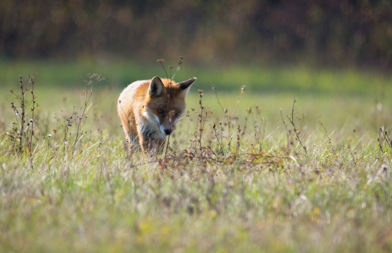 kde sa tá myška len skryla.....