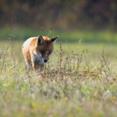 kde sa tá myška len skryla.....