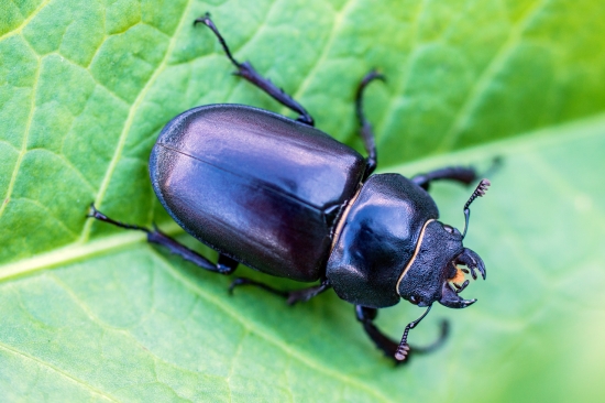 Samička roháča veľkého