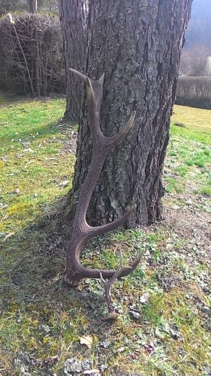 Keď šťastie praje