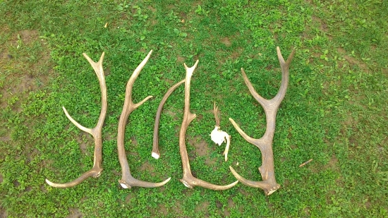 Mladé a srnčí úhyn