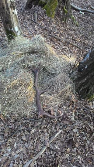 Nedeľná prechádzka