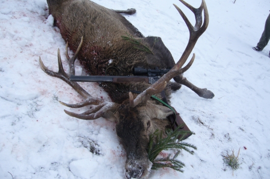 jelen z tych starsich