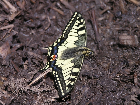 Vidlochvost feniklový