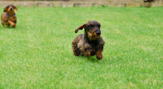 Chyť ma ak to dokážeš