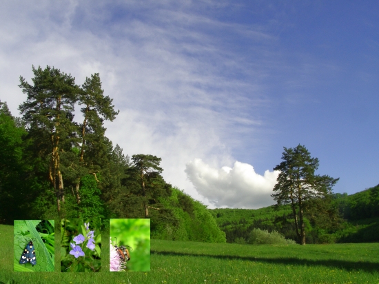 B.Karpaty