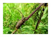 vrzúnik sosnový,-- Monochamus galloprovincialis ,Cerambycidae
