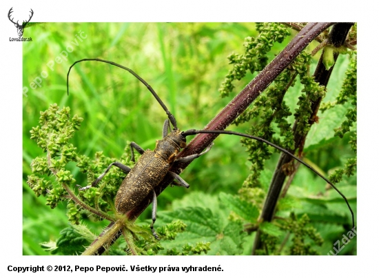 vrzúnik sosnový,-- Monochamus galloprovincialis ,Cerambycidae