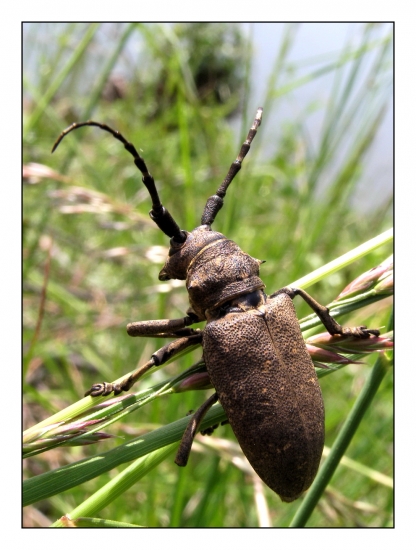 fúzač vrbovy,,Lamia textor