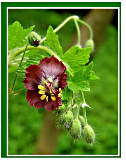 pakosť hnedočervený