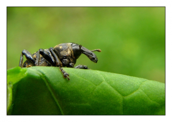 tvrdoň deväťsilový