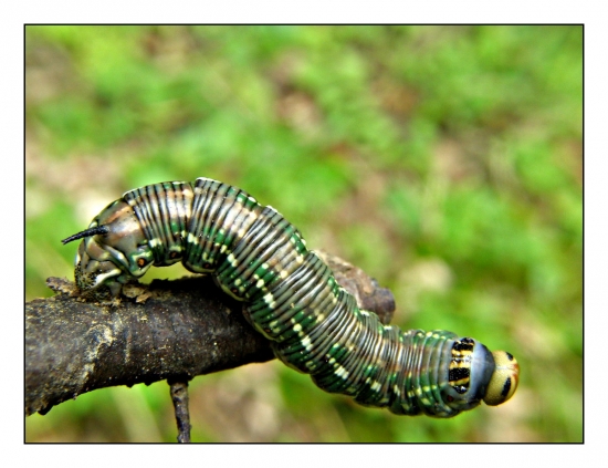 lišaj borovicový  /húsenica/