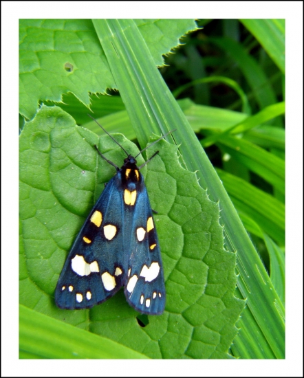 spriadač hluchavkový