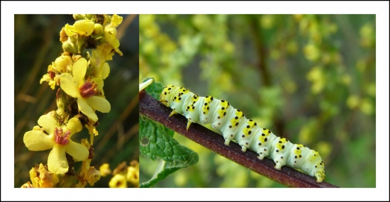 divozel čierny a húsenica mory divozelovej