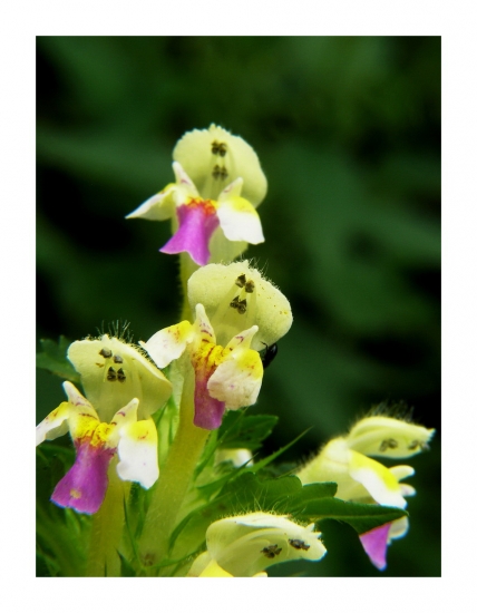 konopnica úhľadná     / Galeopsis speciosa Mill./
