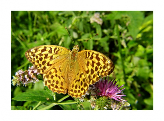 perlovec striebristopásavy