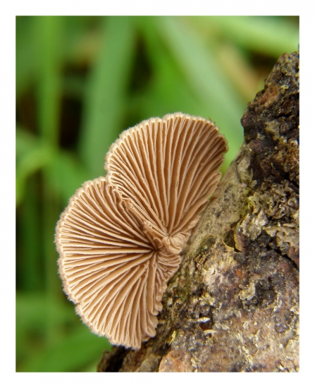 klanolupeňovka obyčajná