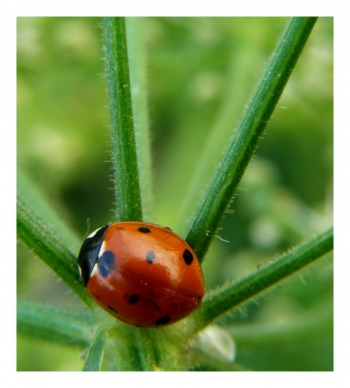 lienka /Harmonia axyridis/