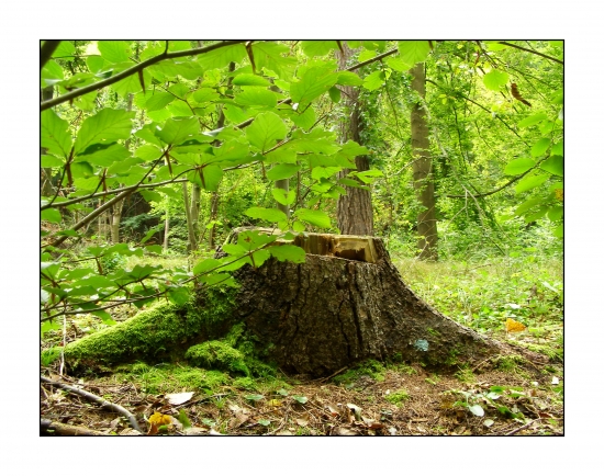 koniec jedného stromu