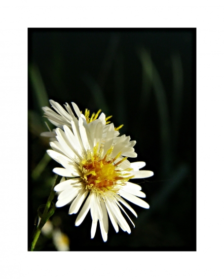 astra kopijovitolista/Aster lanceolatus Willd./