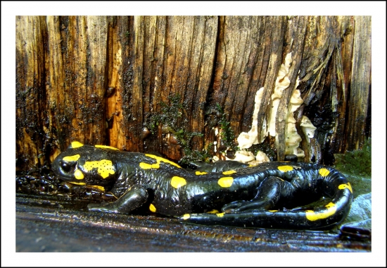 salamandra škvrnitá
