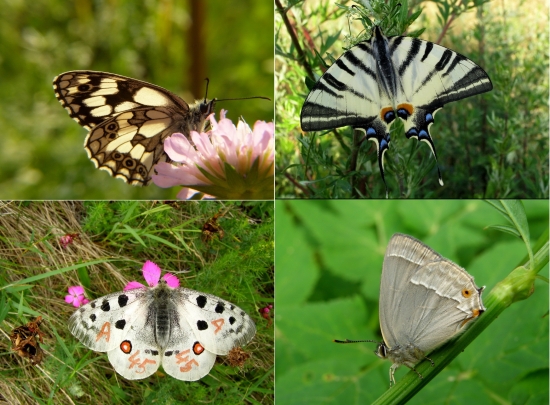 Letci našej prírody