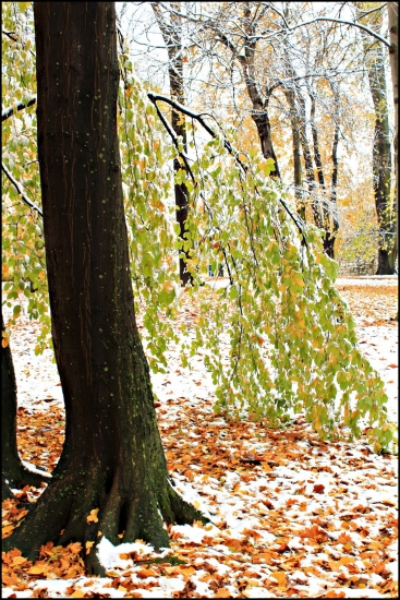 sniežik prekvapil