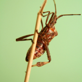 obrubnica americka