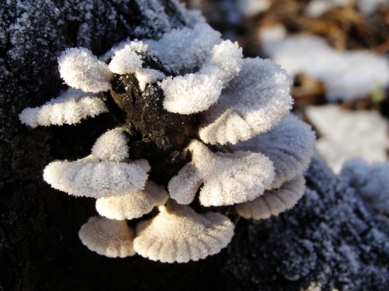 klanolupeňovka obyčajná.