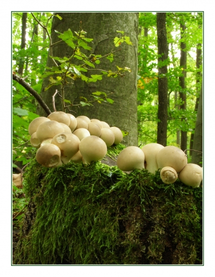 prášnica hruškovitá