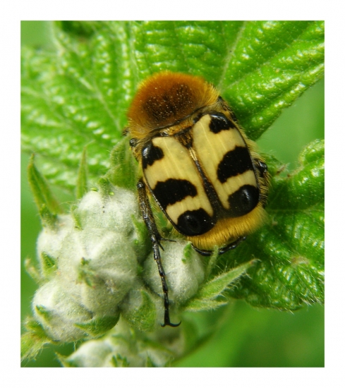 chlpáčik škvrnitý/Trichius fasciatus