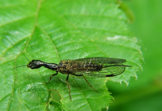 dlhokrčka obyčajná/Raphidia flavipes