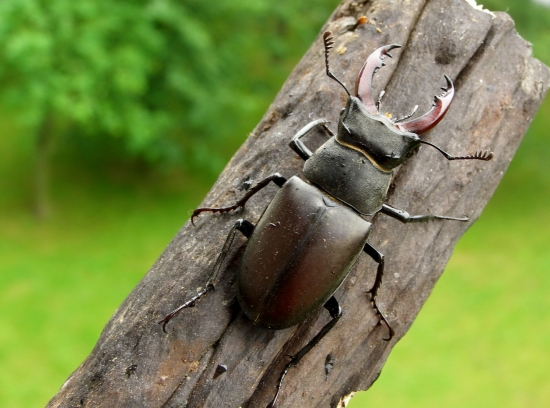 roháč /Lucanus cervus