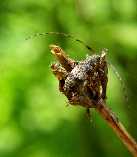 vrzúnik škvrnitý/Leiopus nebulosus Linnaeus 1758