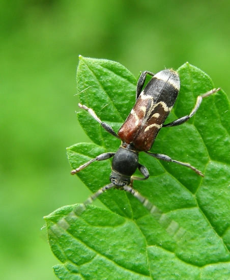 fúzač  /Anaglyptus mysticus,linnaeus1758/