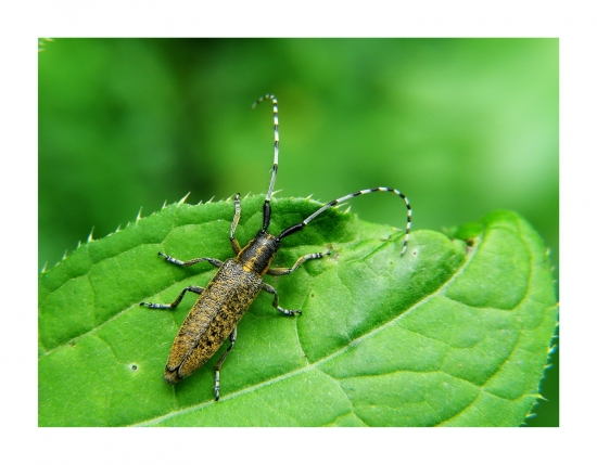 vrzúnik úzkoštíty