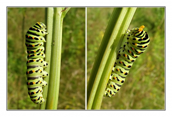 vidlochvost feniklový