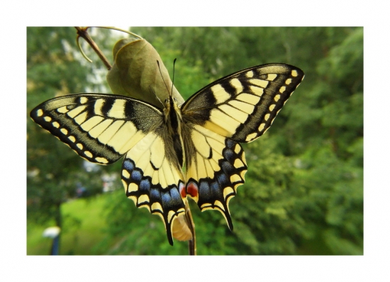 vidlochvost feniklový /Papilio machaon/